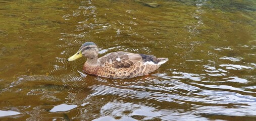 duck in the pond