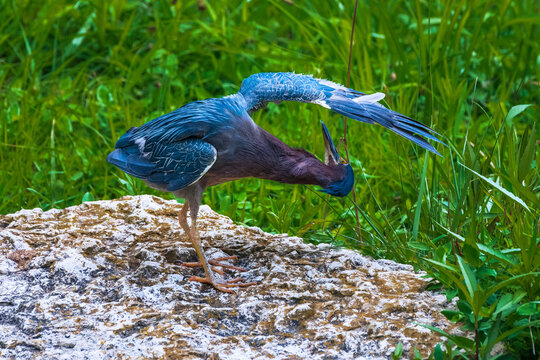 Green Heron Checking Under The Hood 