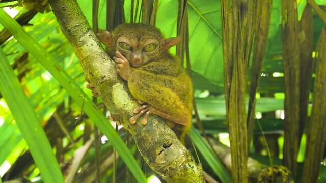 Tarsier monkey in natural environment. Bohol, Philippines.