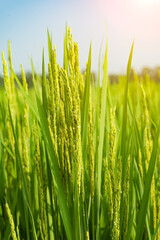 Obraz premium Rice with rice blossoms in Northeast China in August
