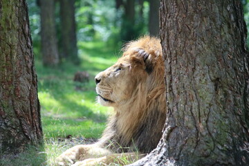 Löwe entspannt im Gras