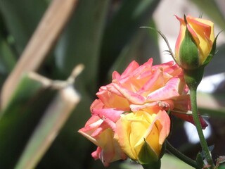 red rose bud