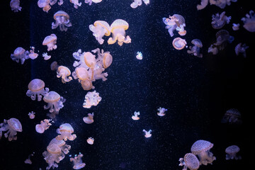 Fototapeta na wymiar jellyfishs in deep water aquarium