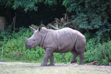 Baby Nashorn