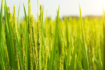 Rice with rice blossoms in Northeast China in August