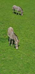 zebra crossing the grass
