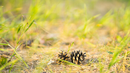 Cones from a pine on a natural background. Image with selective focus