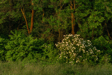 Fog and river Dyje with orange sunrise near Bulhary village in south Moravia