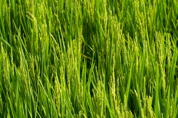 Rice with rice blossoms in Northeast China in August