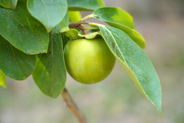 Unripe Persimmon or Kaki fruit on a branch. 