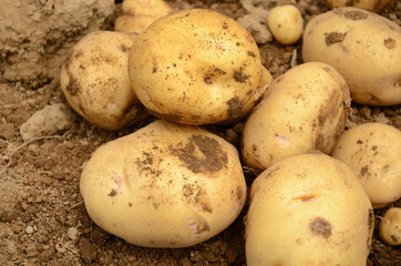 ジャガイモ掘り