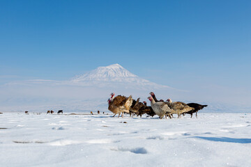 Dogubeyazit, Agri, January 17, 2020: Ararat "Agri" Mountain 5.137 meters, Blue sky (Volcanic mountain)