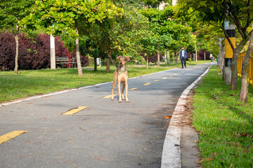 Happy Mongrel Brown Dog Standing in the Middle of the Asphalt Road