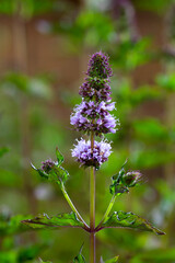 Mint jessica's sweet pear (Mentha ssp) herb