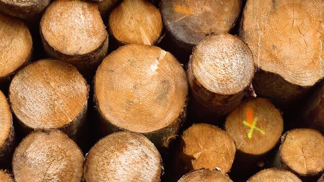 Wooden logs in a storage yard