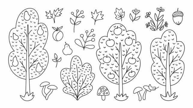 Vector black and white autumn forest or garden fruit trees, plants, shrubs, bushes, mushrooms set. Outline fall apple and pear garden illustration. Natural greenery line icons collection.