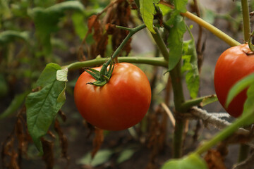Fresh tasty tomatoes on field, close up