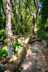 Beautiful Landscape Of Nature Without People With A Small River Or Stream. Charming Place In  Forest, Surrounded By Trees, Rocks And A Stream. Garganta La olla, Cáceres, Spain