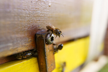Abhebende Biene
