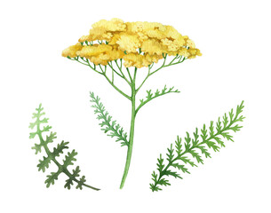 Yarrow yellow flower set. Watercolor illustration. Hand drawn milfoil wild organic herb element collection. Yarrow medical plant. Meadow milfoil yellow natural flower, green leaves. White background © anitapol