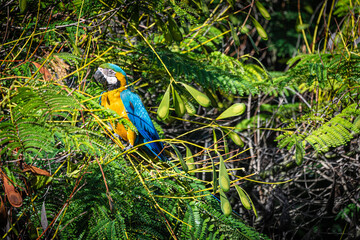Colorful parrot commonly known as Guacamaya eating seeds on top of a tree branch
