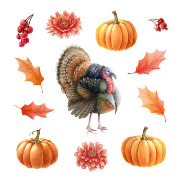 Turkey bird, pumpkins, leaves, berries set. Watercolor thanksgiving illustration. Festive autumn decoration. Turkey bird, orange pumpkins fall leaves and berries. Thanksgiving decor. White background