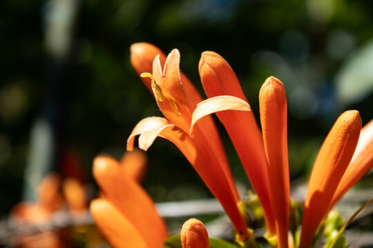 Long orange flowers of pyrostegia verusta or vine-of-Saint John, illuminated by the sun