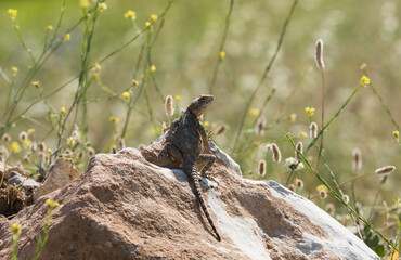 Roughtail Rock Agama