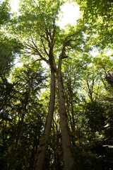 Fototapeta premium Tall backlit maples in Evans Creek Preserve