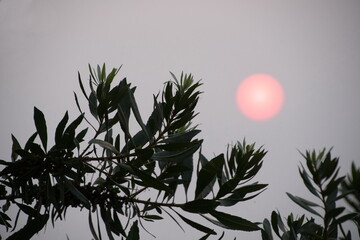 Willow branches framing pink sun during sunset with smoke in air