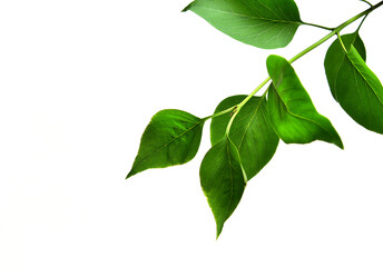 Branch with green leaves on white background isolated