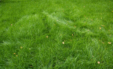 A green lawn on a city street.Improvement of the city.