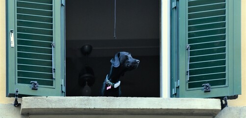 Schwarzer Hund auf Beobachtungsposten an einem Fenster