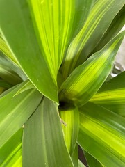 Fototapeta premium green leaves background