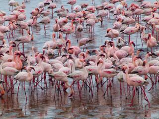 group of flamingos