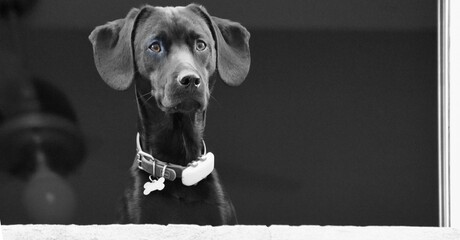Schwarzer Hund auf Beobachtungsposten an einem Fenster