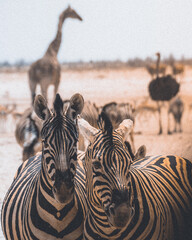 zebras in the etosha NP 