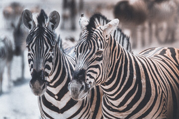 Fototapeta na wymiar zebra close up like twins