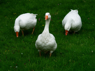 Obraz na płótnie Canvas Three White Geese