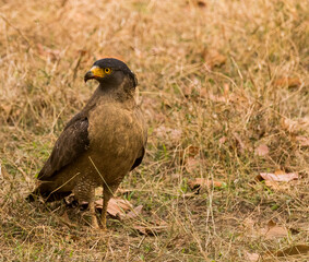 Crested Serpent Eagle  posing for a portrait
