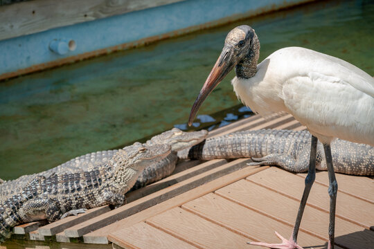 Wood Stork walking on pier with alligators at gator park in Orlando Florida.