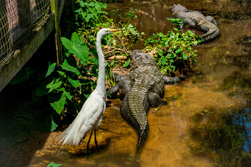 Great Egret with alligators at gator farm in Orlando Florida.