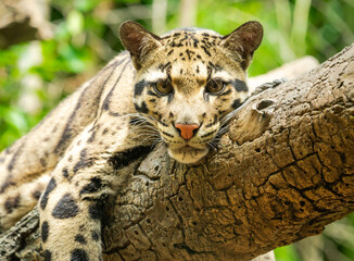 clouded Leopard resting on brach at zoo in Nashville Tennessee.