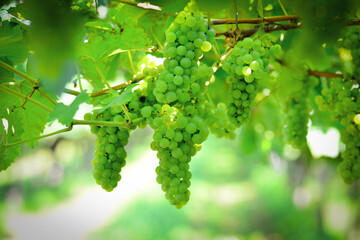 Close-up Image of Ripe Bunch of green Wine Grapes on Vine. Green grapes ripening. Immature green brush of grapes.