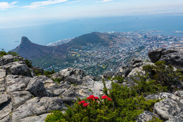 view from the top of table mountain with flowers 