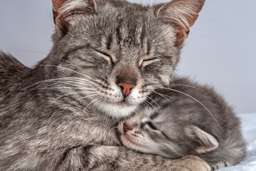 Mother cat and little kitten fortnightly age. Two week old Baby Cat.