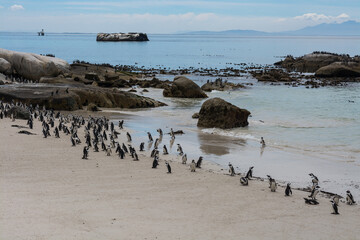 penguin on the beach