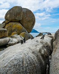 rocks on the beach with penguins