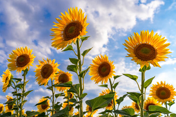 sunflowers