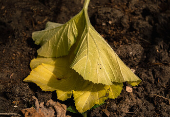 a withering leaf of a squash plant that turns yellow from drought or disease